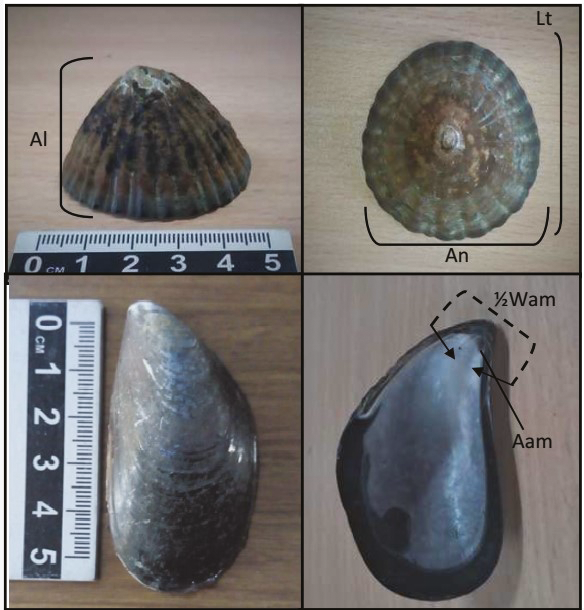 Dimensiones medidas en ejemplares de Nacella sp. (arriba) y Mytilus edulis abajo Referencias: alto (Al) ancho (An) y largo (Lt) de especímenes completos de Nacella sp impresión del músculo aductor anterior Aam y ancho del umbo (1/2 Wam).