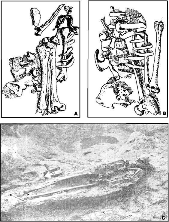 Dibujo realizado por Vignati de uno de los paquetes funerarios excavados en el sitio Los Talas. Tomado de Vignati (1960). 2b. Conjunto &oacute;seo descripto por Vignati, perteneciente al sitio Los Talas. Tomado de Vignati (1960). 2c. Entierro primario correspondiente al individuo n&ordm; 1 (n&ordm; inv. MLP-DA 7928) del sitio Palo Blanco. Foto tomada por Cigliano (1960).