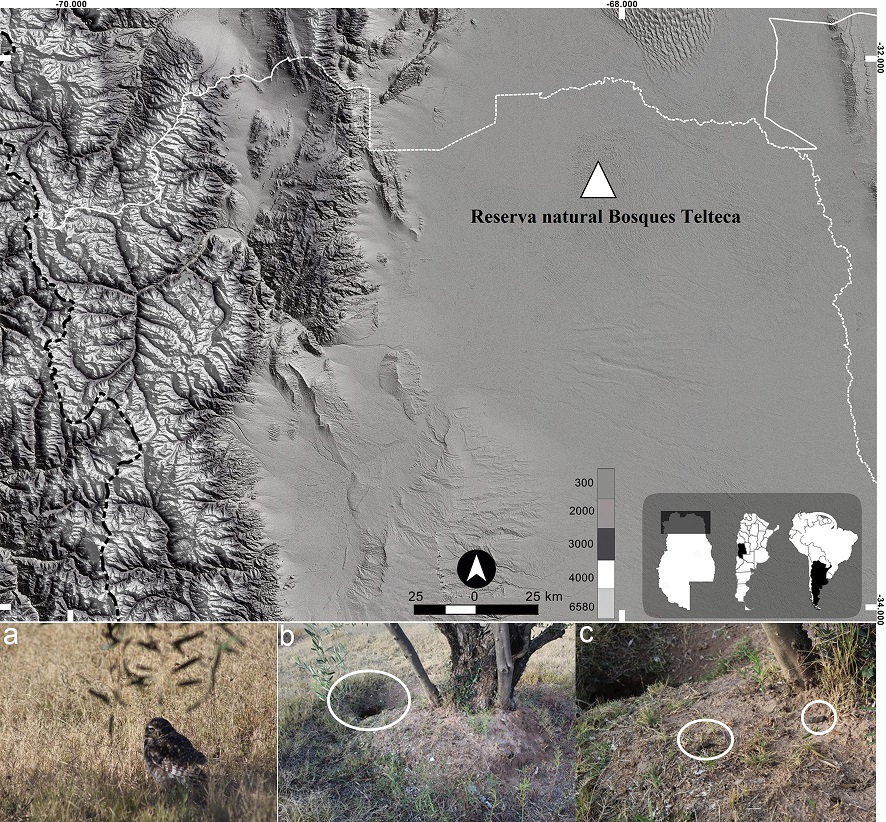 Arriba: Mapa de Mendoza y localizaci�n del �rea de colecta de egagr�pilas de Athene cunicularia en la Reserva Natural Bosques Telteca. Abajo: A. cunicularia en su contexto ambiental. a: Ejemplar vivo de A. cunicularia; b: madriguera usada por A. cunicularia; c: detalle de egagr�pilas dispersas en el suelo y los alrededores de una vizcachera.
