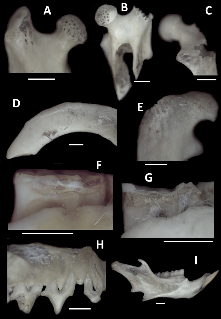 Digesti�n y fracturaci�n en huesos y dientes de micromam�feros recuperados en egagr�pilas generadas por Athene cunicularia en Telteca. A: digesti�n ligera sobre f�mur de cric�tido; B: digesti�n moderada sobre f�mur de cric�tido fracturado como resultado de este proceso; C: detalle de digesti�n moderada sobre f�mur de cric�tido; D: digesti�n fuerte sobre incisivo superior de cric�tido en vista lateral; E: detalle de digesti�n ligera sobre f�mur de did�lfido; F-G: digesti�n moderada sobre m1 de cric�tido en vista labial; H: digesti�n moderada sobre molar superior de did�lfido, en vista lateral; I: hemimand�bula derecha fracturada de cric�tido, en vista labial. Escala = 1mm.