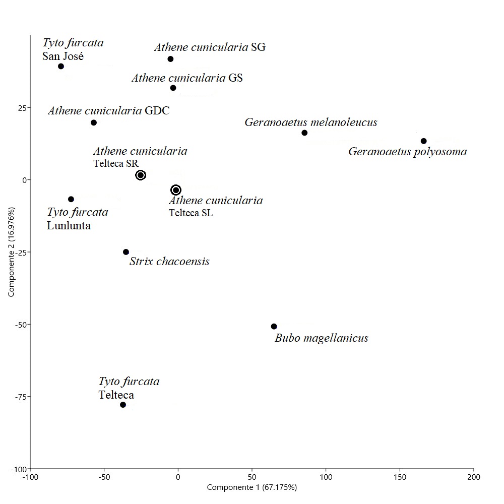 An�lisis de componentes principales en base a variables tafon�micas considerando muestras de micromam�feros actuales recuperadas en egagr�pilas de Athene cunicularia en Telteca e informaci�n tafon�mica reportada previamente: A. cunicularia Salinas Grandes, Gran Salitral y G. D. Cerri (Montavo et al. 2020); Bubo magellanicus (Montalvo et al., 2016); Geranoaetus melanoleucus y Geranoaetus polyosoma (L�pez et al. 2017); Strix chacoensis (L�pez et al., 2018); Tyto furcata 1, 2 y 3 (L�pez, 2020).