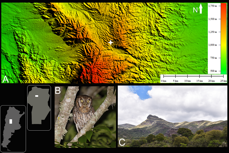 Sector bajo estudio (30°46´28.94´´S, 64°24´49.57´´O). A. Ubicación general del sitio de muestreo de egagrópilas, en rojo se indica alero de procedencia. B. Ejemplar adulto de Megascops choliba. C. Vista general del valle. Se destacan áreas de bosque, roquedales y pastizales de altura.