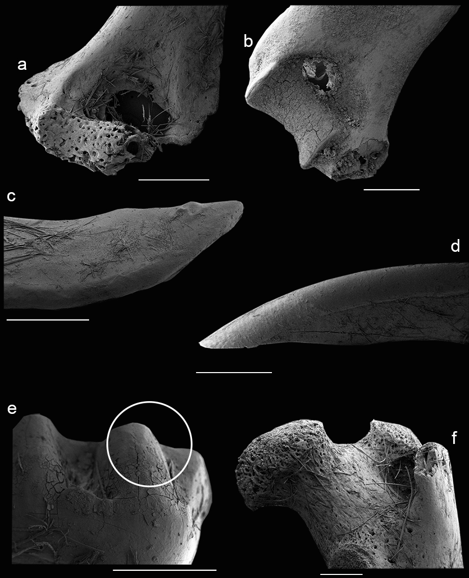Elementos digeridos por Megascops choliba: a- digestión moderada sobre porción de húmero distal de roedor sigmodontino; b- porción distal de húmero de roedor sigmodontino con modificaciones leves; c- incisivo inferior en vista lateral de roedor sigmodontino con alteraciones leves; d-incisivo superior en vista lateral de roedor sigmodontino con modificaciones moderadas; e- molar inferior en vista lateral con modificaciones leves por digestión; f- porción proximal de fémur de sigmodontino con modificaciones de tipo fuerte. Escala 1 mm.