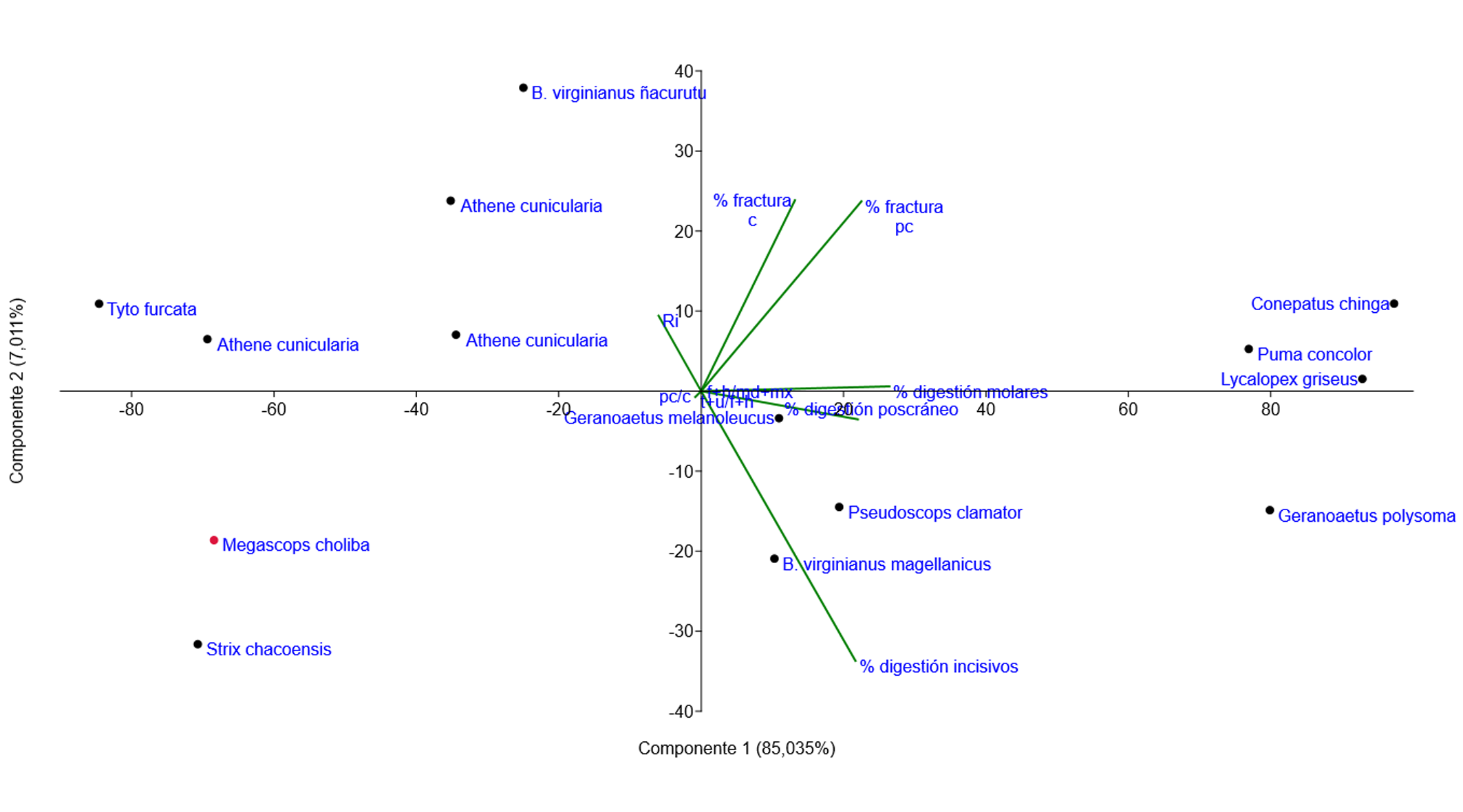 Análisis de componentes principales (basado en variables tafonómicas) de conjuntos acumulados en egagrópilas de Megascops choliba en comparación con otros valores generados por depredadores sudamericanos. Tyto furcata (Iglesias, 2009), Bubo virginianus ñacurutu (Gómez, 2007), Bubo virginianus magellanicus (Montalvo et al., 2016), Pseudoscops clamator (Rudzik, Fernández y Carrera, 2015), Strix chacoensis (López et al., 2018), Athene cunicularia (Montalvo et al., 2020), Geranoaetus melanoleucus, Geranoaetus polyosoma (López et al., 2017b), Lycalopex gymnocercus (Gómez y Kaufmann, 2007), Puma concolor (Montalvo et al., 2007) y Conepatus chinga (Montalvo, Pessino y Bagatto, 2008).