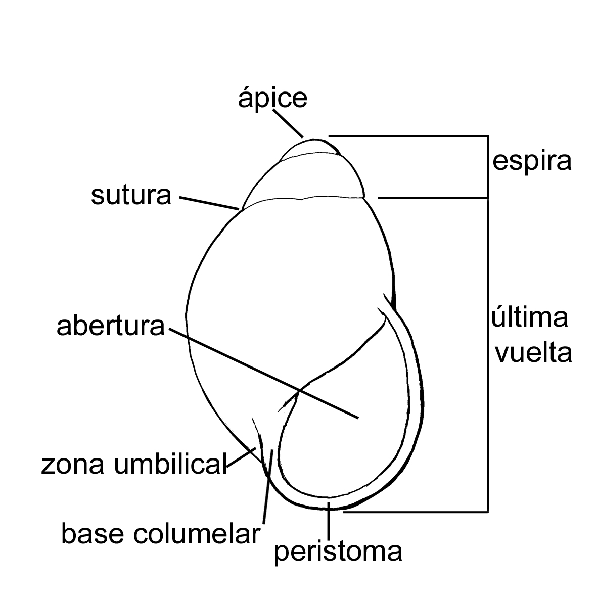 Partes de la concha de un gasterpodo.