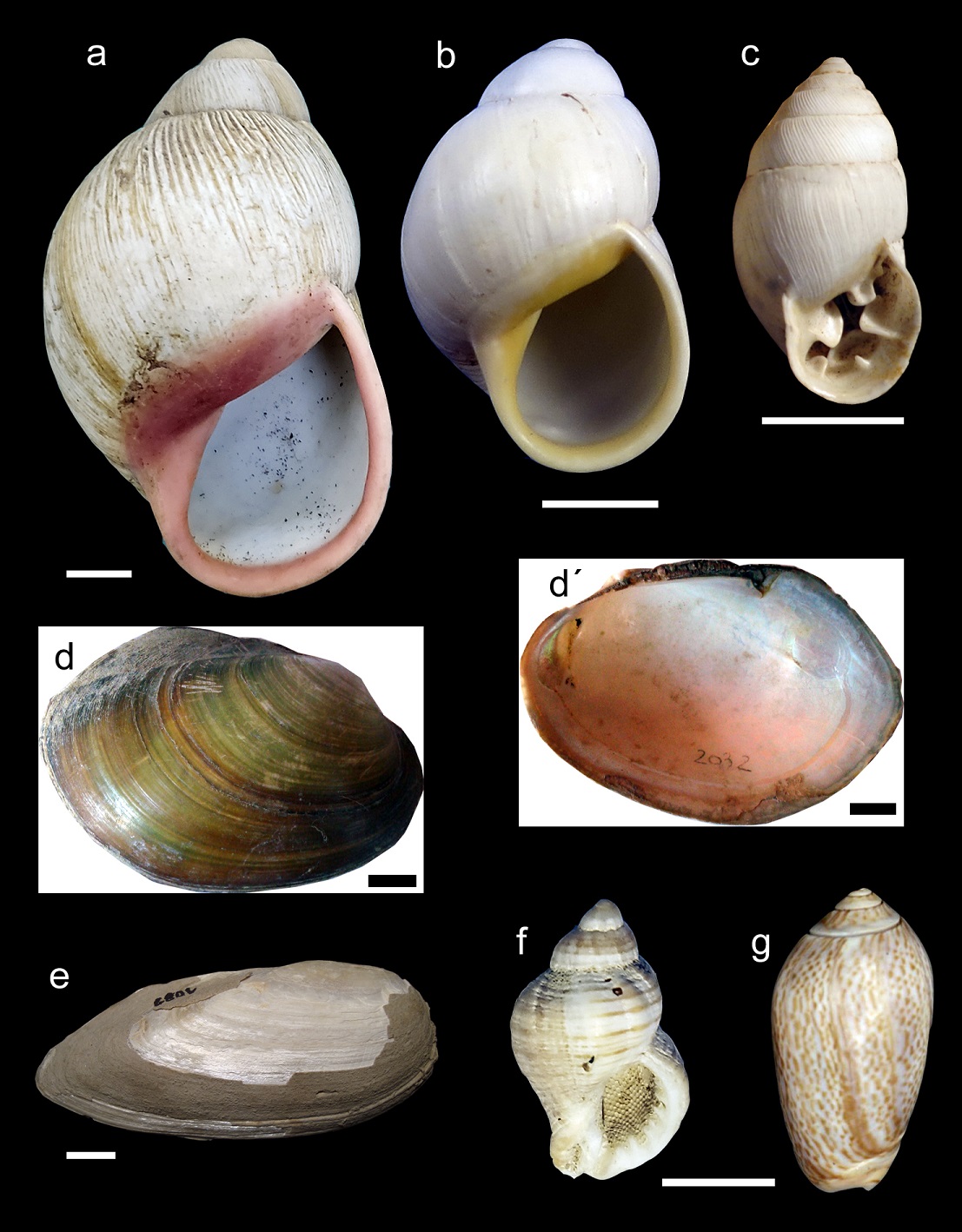 Ejemplares actuales de moluscos que se usaron como referencia. a. Megalobulimus lorentzianus. b. Austroborus cordillerae. c. Plagiodontes daedaleus. d-d. Anodontites trapezialis. e. Diplodon parallelopipedon. f. Urosalpinx haneti. g. Felicioliva peruviana. Escalas: 1 cm.