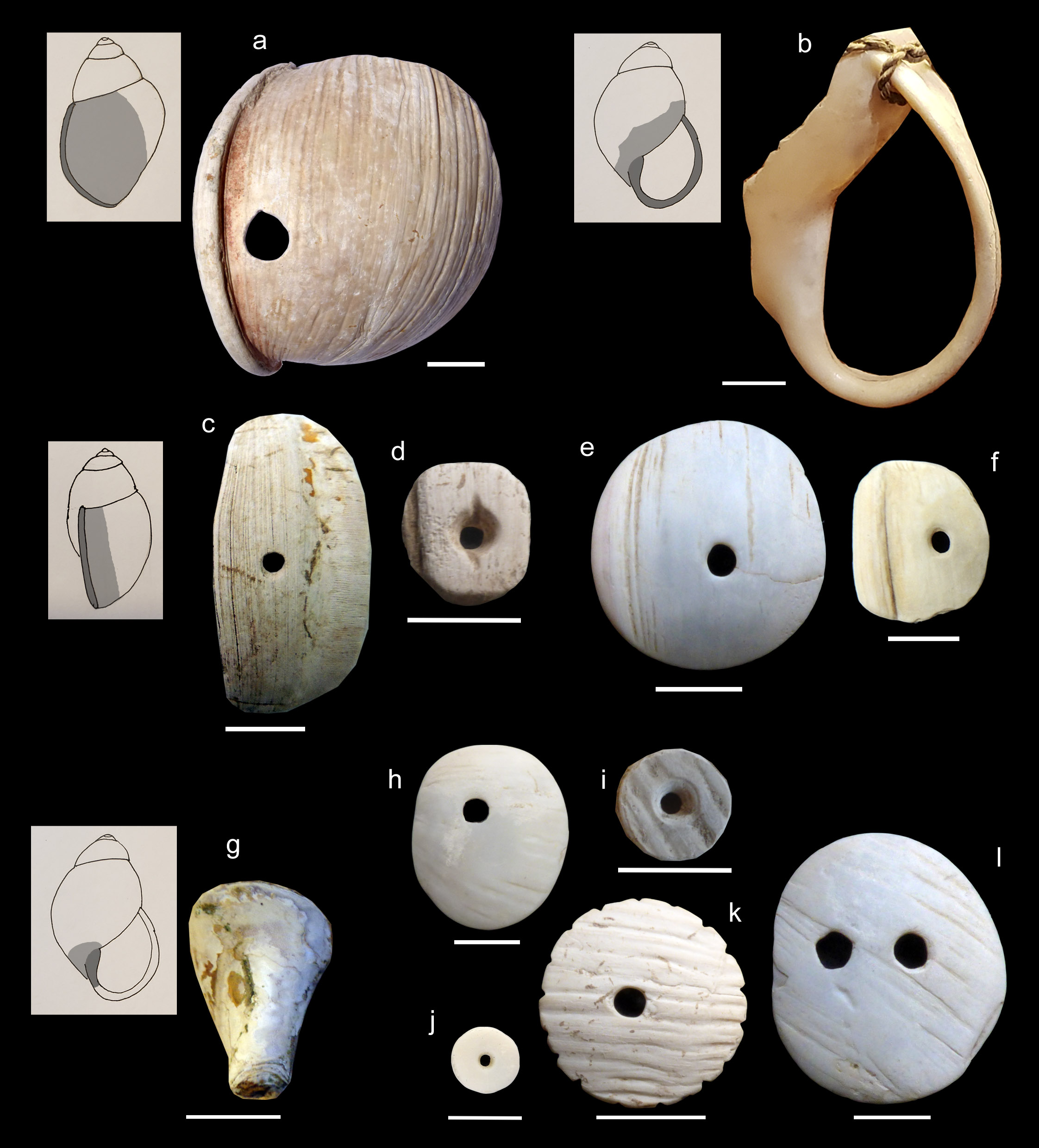 Variabilidad de artefactos malacolgicos confeccionados con la morfoespecie Megalobulimus y recuperados en contextos arqueolgicos de la provincia de Crdoba. a-f. Cuentas con peristoma. Otras variedades que no incluyen peristoma (g-l). Escalas: 1 cm.