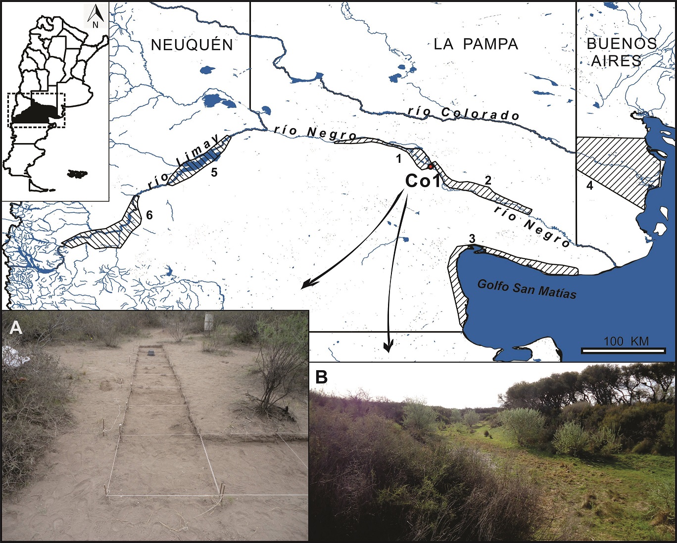 Ubicacin del sitio Colforta 1 (Co1) y regiones mencionadas en el trabajo: sectores medio/superior (1) y medio/inferior del valle del ro Negro (2), costa del golfo San Matas (3), valle inferior del ro Colorado (4) y sectores medio/inferior (5) y medio/superior (6) del ro Limay. Fotografas: (A) cuadrculas excavadas sobre el mdano y (B) laguna en el paleocauce cercano.