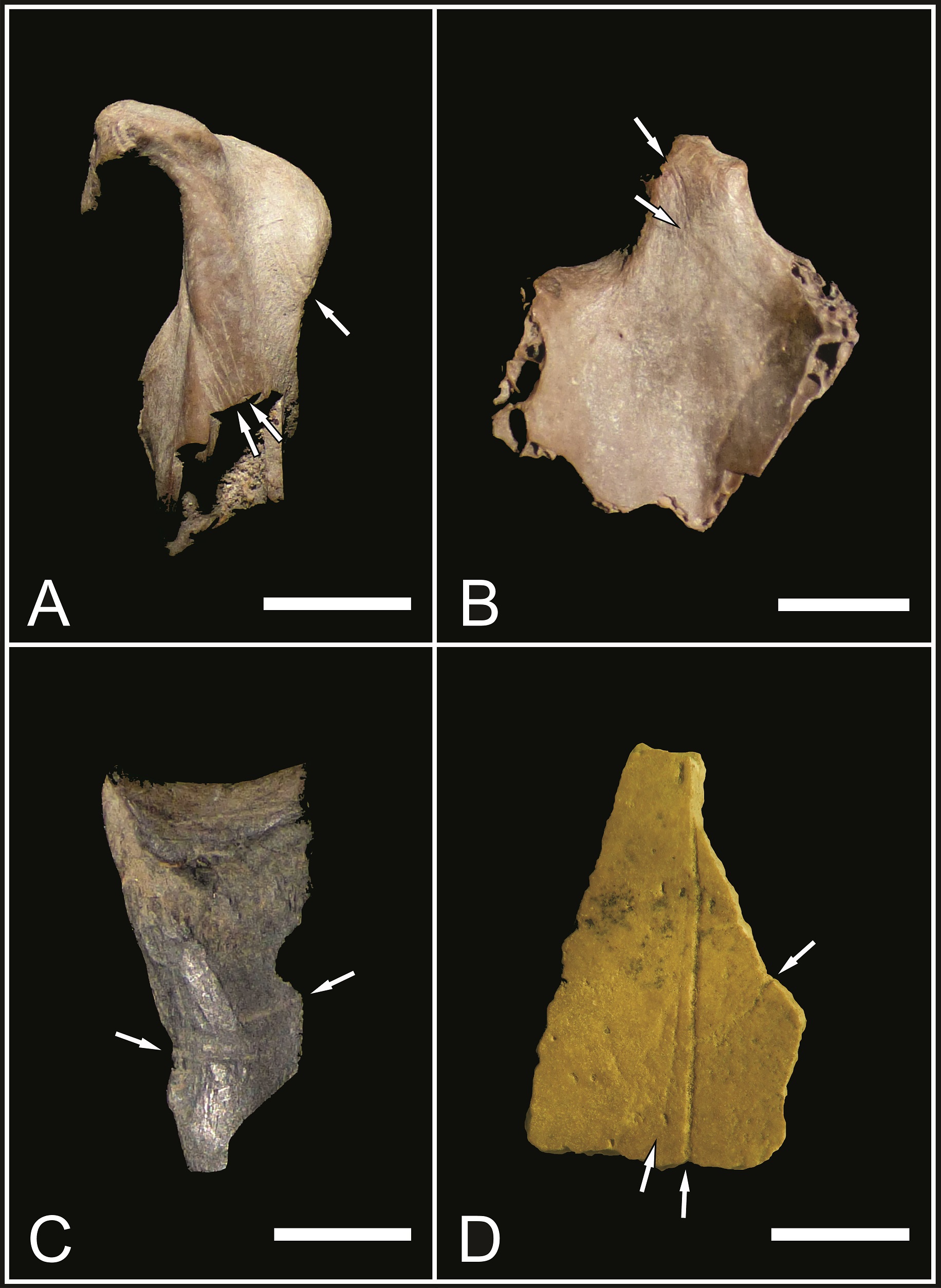 Evidencias de procesamiento antrpico: porciones proximal (A) y distal (C) de coracoides y extremo craneal de esternn (B) de E. elegans con huellas de corte y termoalteracin; D) grabado en cscara de huevo de Rhea sp. Escalas = 5 mm.
