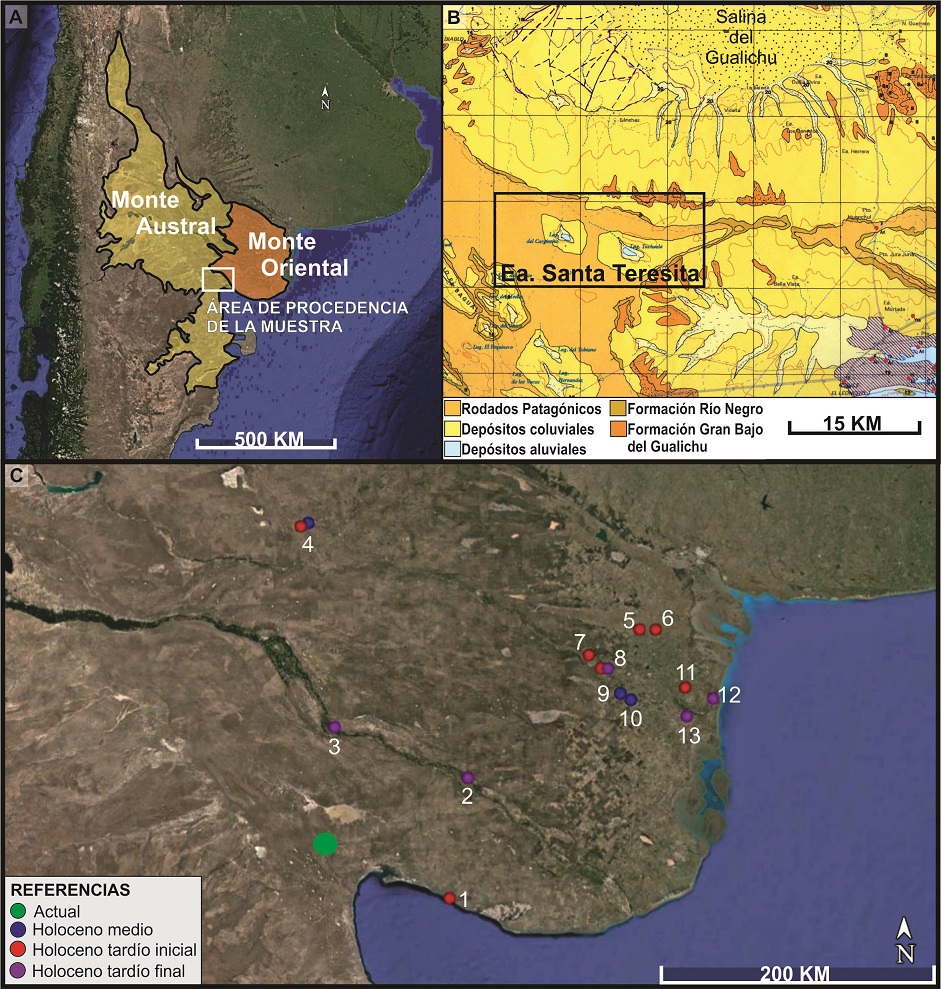 A) Unidades de vegetacin del noreste de la Patagonia argentina (Oyarzabal et al. 2018). B) Ubicacin del sector de donde proceden las muestras actuales de guanaco. C) Procedencia de las muestras actuales (crculo verde) y de las arqueofaunsticas del Holoceno medio (crculo azul), Holoceno tardo inicial (crculo rojo), Holoceno tardo final (crculo violeta) con valores isotpicos publicados (ver Material suplementario 1): 1- Bajo La Quinta-La Noria; 2- Negro Muerto; 3- La Angostura 1; 4- Tapera Moreira 1; 5- Campo Monaldi; 6- Loma Ruiz 1; 7- El Puma 3 y 4; 8- Zoco Andi 1; 9- La Modesta; 10- Loma de los Morteros; 11- La Primavera; 12- San Antonio 1 y 2; 13- El Tigre.