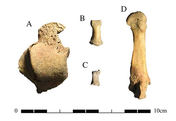 Restos óseos humanos recuperados en Alero Kuiil 1. A) Talus izquierdo; B) falange medial del pie; C) falange medial de la mano; D) 3er metatarso derecho.