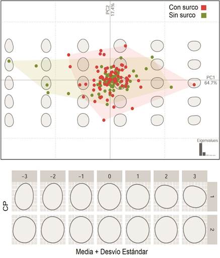 Parte superior: primer componente de forma. Parte inferior: deformaciones de la media en unidades de desviaci�n est�ndar correspondientes a los dos primeros componentes principales.