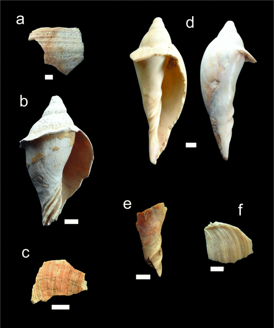 Restos de Volutidae analizados: a) fragmento procedente de Ea. Monserrat; b) artefacto procedente de Puente de Piedrabuena; c) fragmento procedente de Ea. Cerro Blanco; d) artefacto procedente de Mack Aike 13; e) desecho procedente de Alrededores de Mack Aike 7; f) fragmento procedente de Mack Aike 4. Escala gr�fica: 1 cm.
