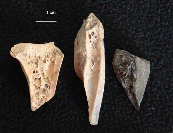 Fragmentos diafisarios de hueso largo de Rheidae con modificaciones antr�picas (fracturas) y termoalterado.