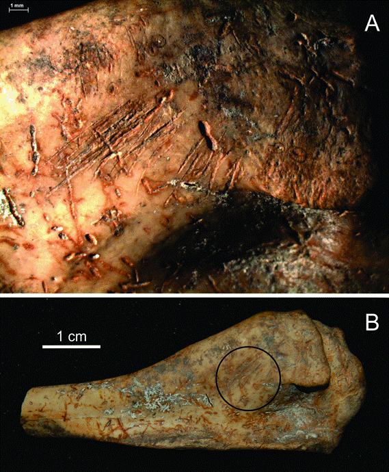 A) Secci�n del fragmento proximal de h�mero de cormor�n donde se registraron conspicuas huellas de corte y B) vista general del extremo proximal de h�mero con la localizaci�n de las huellas de corte. En ambas fotos pueden observarse las modificaciones por ra�ces.