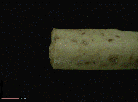 Fragmento diafisario de hueso largo de ave indeterminada con aserrado perimetral.