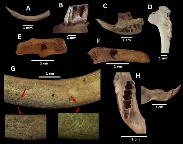 Evidencias de agentes naturales (A-F) y antr�picos (G) detectadas en el sitio arqueol�gico Los Conitos; y hemimand�bula asignada a la especie extinta Octomys rosiae, en vista lateral labial y oclusal (H). A- digesti�n ligera sobre incisivo de roedor cric�dito; B- digesti�n extrema sobre molar de cric�tido en vista lateral; C- digesti�n sobre hemimand�bula izquierda de cric�tido en vista labial; D- digesti�n sobre h�mero de ave Passeriforme; E- marcas de dientes (perforaciones) asignadas a la actividad de mam�feros carn�voros en calc�neo de armadillo; F-, marcas de dientes (perforaciones) asignadas a la actividad de mam�feros carn�voros en ep�fisis distal de tibia de c�vido; G- huellas de corte sobre costilla de guanaco, probablemente realizadas con filos l�ticos.