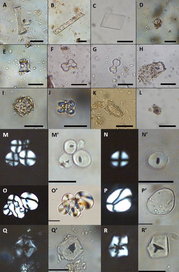 Silicofitolitos hallados en fragmentos cer�micos. A: cono truncado af�n a Danthonioides. B: prism�tico, af�n a Pooides. C: elemento rectangular, af�n a Geoffroea decorticans. D: circular af�n a Neltuma sp. E: cono truncado af�n a Danthonioides. F-G: bilobados af�n a Panicoides. H: silla de montar af�n a Chloridoides. I: globular facetado af�n a Cucubitaceas. J: forma de cruz, af�n a Maideas. K: aguzado af�n a Pooides. L: esf�rico equinado, af�n a Arecoides. Granos de almid�n identificados en luz polarizada y luz blanca. M-M&rsquo;, N-N&rsquo;: granos de almid�n circulares. O-O&rsquo;: granos de almid�n circulares y ovales. P-P&rsquo;: granos de almid�n ovales. Q-Q&rsquo;, R-R&rsquo;: granos de morfolog�a poligonal. Escala: 20 �m.