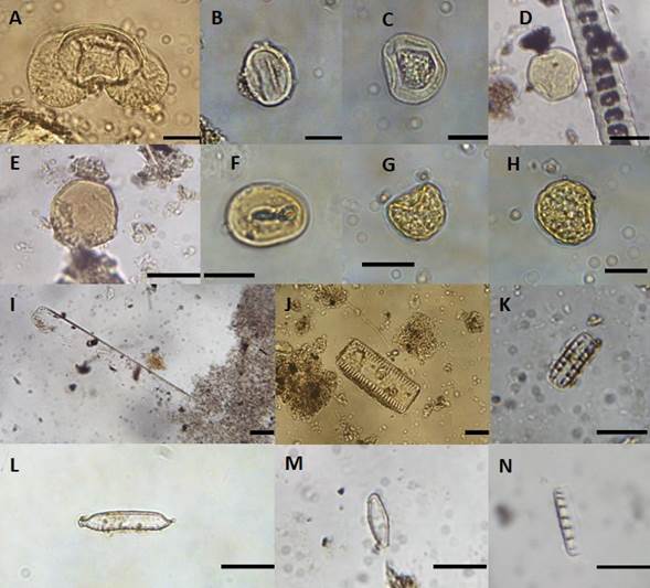 Granos de polen encontrados: A: polen tricolpado af�n a Pinaceae (N� 17). B-C: sin identificar (N� 12). D: polen af�n a Neltuma sp. (N� 15). E-F: granos de polen sin identificar (N� 1 y 8). G-H: granos de polen af�n a Amaranthaceae-Chenopodiaceae (N� 15). Diatomeas halladas. I: diatomea sin identificar. J-K: Denticula sp. L-M-N diatomeas sin identificar. Escala: 20 �m.
