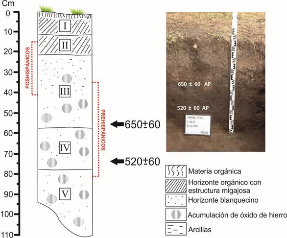 Esquema estratigrfico del sitio CTV y ubicacin aproximada de las muestras datadas. Figura tomada de Rodrguez y Bonomo (2021).