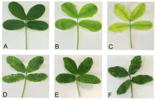 Symptoms of viral infection in Arachis pintoi. A. Asymptomatic leaf. B, C. Yellowing and green vein banding. D, E, F. Irregular dark islands and mottling on young leaves