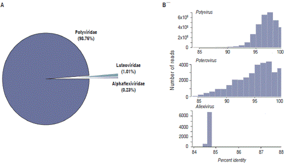 Analysis of viral sequences present in the A. pintoi transcriptome. A. The pie chart shows the percentage of reads classified as belonging to the Potyviridae, Luteoviridae and Alphaflexiviridae families. B. Distribution of reads as a function of percent identity and classified at the genus level. Potyvirus, Polerovirus and Allexivirus were the only genus with significant similarity to the viral sequences present in the forage peanut transcriptome.