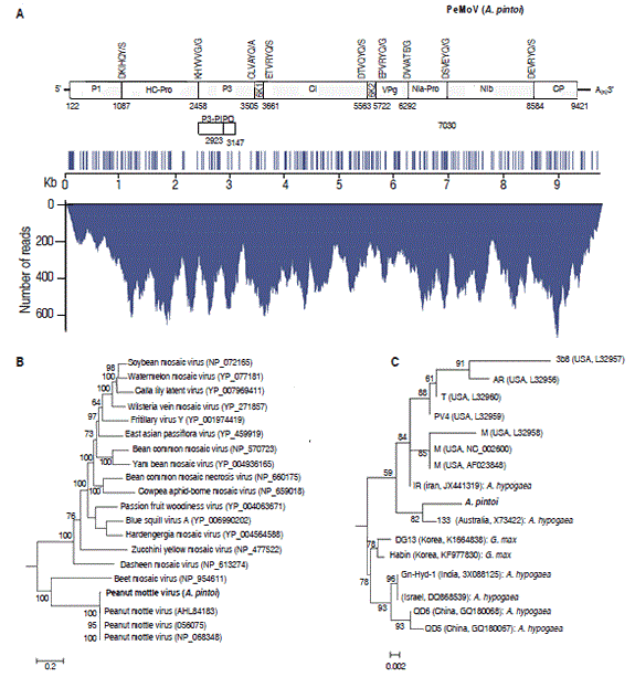 Characteristics of the Peanut mottle virus (PeMoV) genome found in A. pintoi. A. Genome structure of PeMov illustrating the cleavage sites of each mature protein. The location of polymorphic sites (middle) and sequence coverage are indicated below. B. Molecular phylogenetic analysis using the complete polyprotein against selected virus species within the genus Potyvirus. C. Phylogenetic analysis using partial PeMoV CP sequences; when available, isolation host is shown after colons. Trees are drawn to scale, with branch lengths measured in number of substitutions per site.