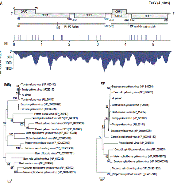 Characteristics of the Turnip yellows virus (TuYV) genome found in A. pintoi. A. Genome structure of TuYV illustrating the location of each encoded ORF. The location of polymorphic sites (middle) and sequence coverage are indicated below. Molecular phylogenetic analysis using RdRp and CP sequences are shown in panels B and C, respectively. Trees are drawn to scale, with branch lengths measured in number of substitutions per site.