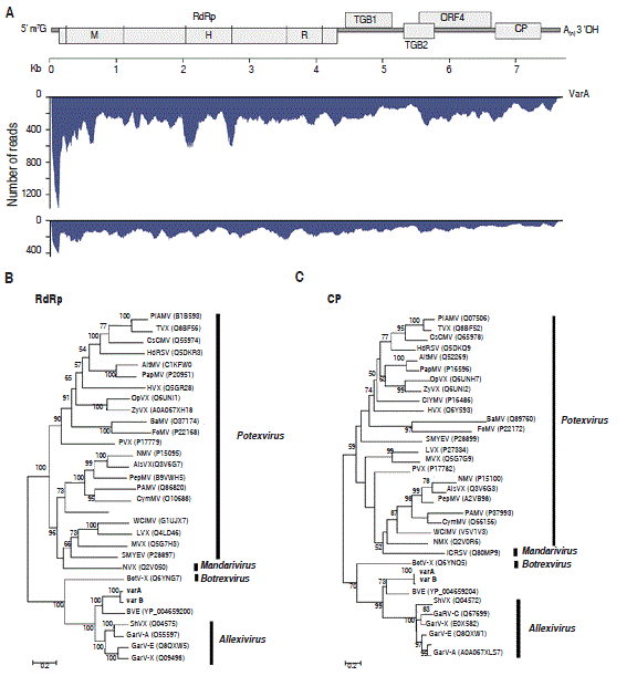 Characteristics of the Alphaflexiviridae genomes present in A. pintoi. A. Predicted genome structure of the assembled Alphaflexiviridae genome variants A and B and their corresponding sequence coverage. Molecular phylogenetic analysis using RdRp and CP sequences are shown in panels B and C, respectively. Trees are drawn to scale, with branch lengths measured in number of substitutions per site.