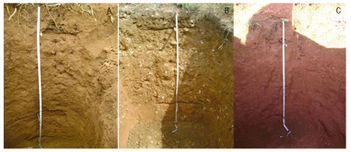 Typical soil profiles in three rubber planted farms of the Colombian Bajo Cauca Antioqueño region. A. Villa Gina (Tarazá); B. La Envidia (Nechí); C. La Golondrina (Caucasia).