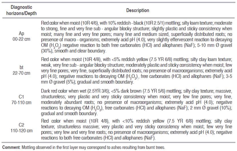 Soil description of La Golondrina rubber plantation (Caucasia).