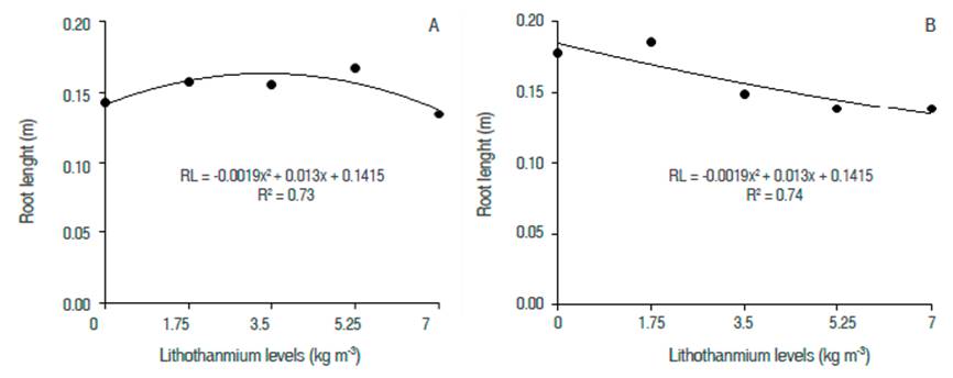 Regression analysis for the root length of coffee seedlings to different substrates and lithothamnium levels. A) Cattle manure. B) Filter cake.