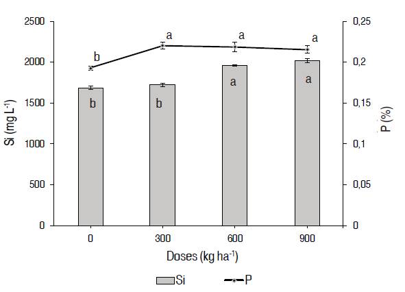 Concentration of phosphorus (mg kg-1) in plant tissue (leaves) and silicon (mg kg-1) in cv. ‘ICA Cerinza' (Phaseolus vulgaris L.) common bean under different doses of magnesium silicate. Bars indicate concentration of Si and dispersion line a concentration of P. Treatments followed by different letters show significant differences according to the Tukey Test (P≤0.05), vertical bars indicate standard error (n=4).