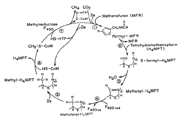 Methane production cycle (Beauchemin et al., 2008).