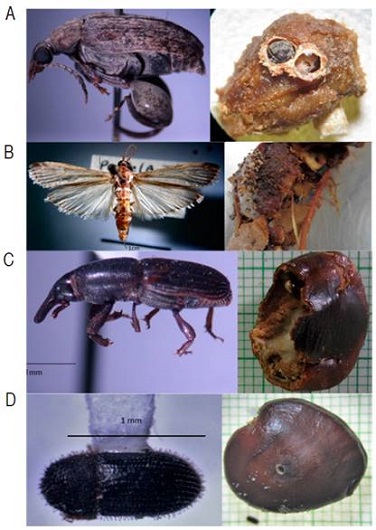 Phytophagous insects with their respective damage to Tamarindus indica L. fruit; A. Caryedon serratus; B. Phycitinae complex; C. Sitophilus linearis; D. Hypothenemus obscurus.