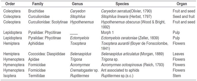 Taxonomic identification of phytophagous insects of Tamarindus indica trees in the municipalities of Sopetran and Santa Fe de Antioquia.