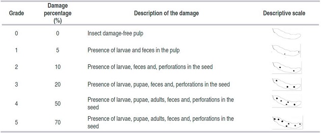 Damage grade of Caryedon serratus in a fruit of Tamarindus indica L. 