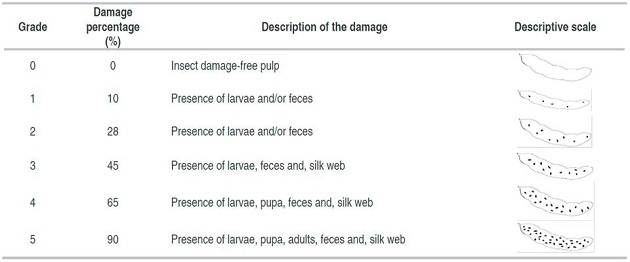 Degree of damage of Phycitinae complex in a fruit of Tamarindusindica L. 