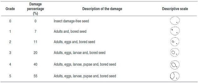 Degree of damage by Sitophilus linearis in the seed of Tamarindus indica L. 