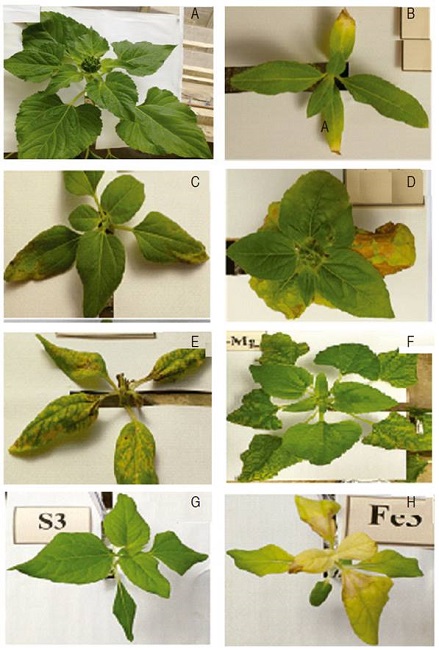 Visual symptoms in sunflower plants cv. BRS-122 cultivated in A. Complete solution; with B. Omission of nitrogen; C. Phosphorus; D. Potassium; E. Calcium; F. Magnesium; G. Sulfur; H. Iron.