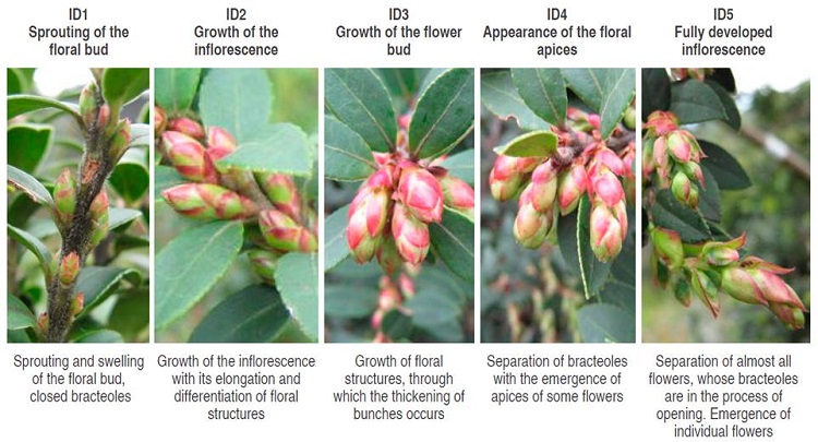 Stage of development of the inflorescence (ID) where the emergence of individual flowers occurs subdivided into 5 phases.