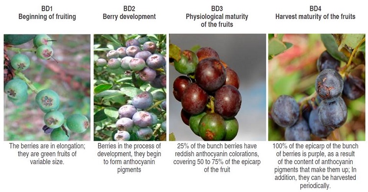 Stage of development of the berries (BD) subdivided into 4 phases, from the beginning of the fructification to the harvest. Adjusted by Hern&aacute;ndez et al. (2012).