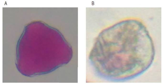 Pollen grains of R. glaucus. A. Viable pollen grain; B. Non-viable pollen grain.