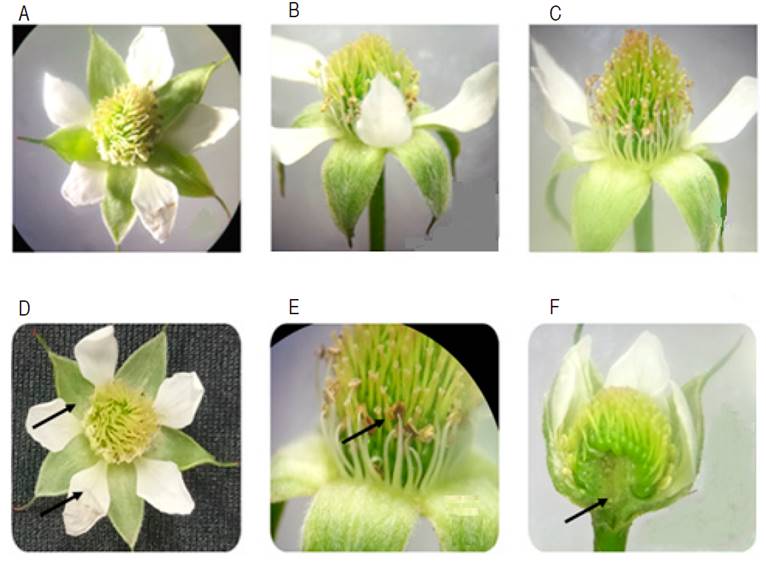 Floral morphology of Rubus glaucus. A. Regular actinomorphic flower; B. Perianth flower; C. Heterochlamydeous; D. Dialisepal-Dialipetal; E. Intrusive anther; F. Hypogynous ovary