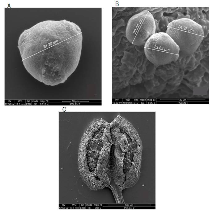 Scanning electron microscopy of pollen grains and Rubus glaucus anthers. A. Tricolpored pollen grain; B. Pollen grains; C. Anther.