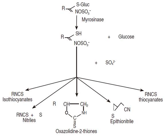 Enzymatic hydrolysis of glucosinolates via myrosinase activity (Kirkegaard et al.,1999). 