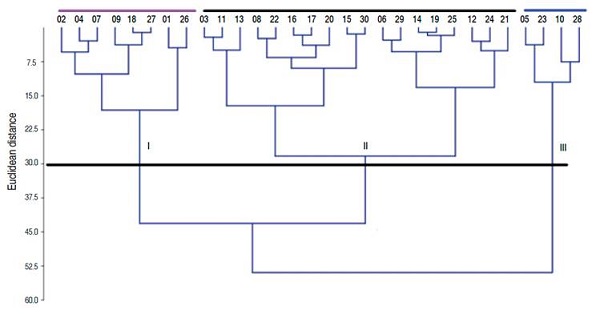 Cladodes dendrogram of the Selenicereus undatus working collection.