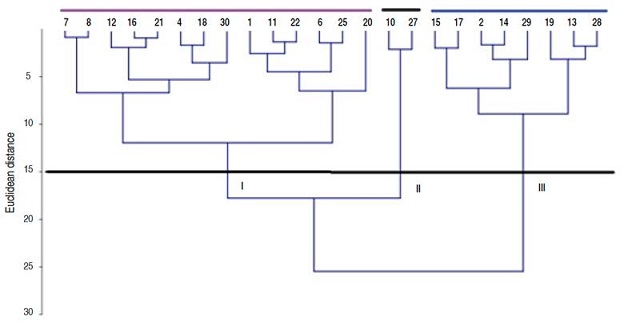 Flower dendrogram of the Selenicereus undatus working collection.