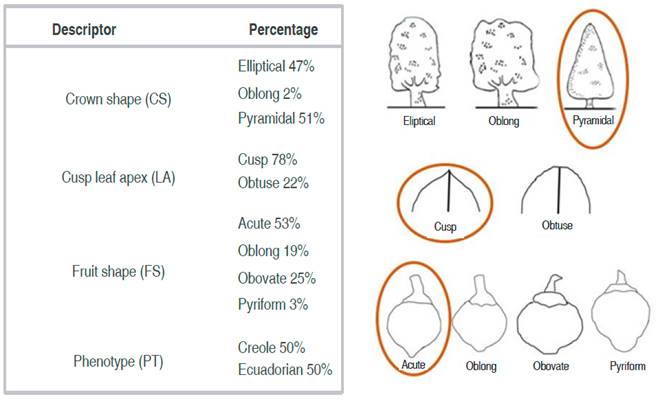 General frequencies of qualitative descriptors for 100 sapodilla individuals (CS: crown shape; LA: leaf apex; FS: fruit shape; PT: phenotype).