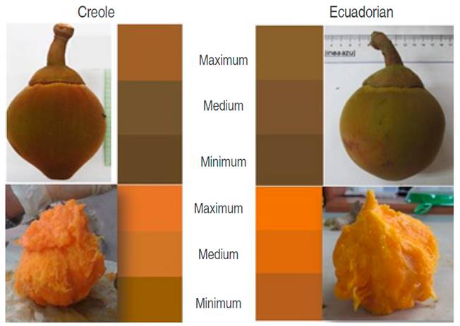 Maximum, medium, and minimum values of the pulp and epicarp color in Creole and Ecuadorian phenotypes of Matisia cordata, measured in the RGB scale (1-255).